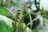 CRYPTOCORYNE ALBIDA BROWN 126B