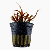 CRYPTOCORYNE ALBIDA BROWN 126B