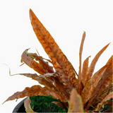 CRYPTOCORYNE ALBIDA BROWN 126B