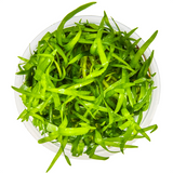 SAGITTARIA SUBULATA 079 TC