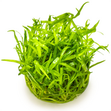 SAGITTARIA SUBULATA 079 TC