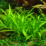 SAGITTARIA SUBULATA 079 TC