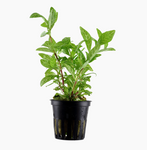 HYGROPHILA POLYSPERMA ROSANERVIG 050B