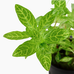 HYGROPHILA POLYSPERMA ROSANERVIG 050B