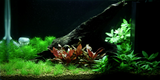 HYGROPHILA POLYSPERMA ROSANERVIG 050B