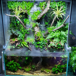 HYGROPHILA PINNATIFIDA 051A
