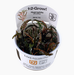 HYGROPHILA PINNATIFIDA 051A TC