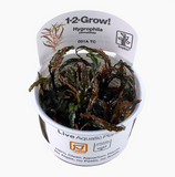 HYGROPHILA PINNATIFIDA 051A TC