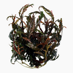 HYGROPHILA PINNATIFIDA 051A TC