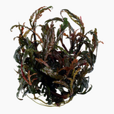 HYGROPHILA PINNATIFIDA 051A TC