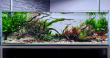 HYGROPHILA PINNATIFIDA 051A TC