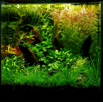 POGOSTEMON DECCANENSIS 053F TC