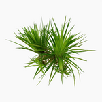 ERIOCAULON CINEREUM 091 TC