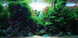 CRYPTOCORYNE PARVA 106 TC