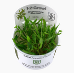 CRYPTOCORYNE WENDTII GREEN 109 TC