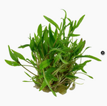 CRYPTOCORYNE WENDTII GREEN 109 TC