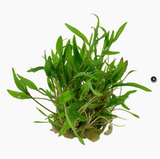 CRYPTOCORYNE WENDTII GREEN 109 TC