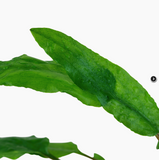 CRYPTOCORYNE WENDTII GREEN 109 TC
