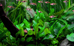 CRYPTOCORYNE WENDTII GREEN 109 TC
