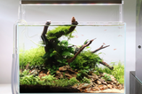 CRYPTOCORYNE WENDTII GREEN 109 TC