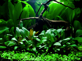 CRYPTOCORYNE WENDTII GREEN 109 TC