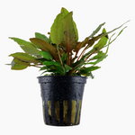 CRYPTOCORYNE WENDTII 'TROPICA' 109E