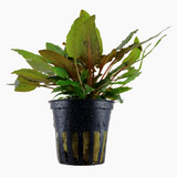 CRYPTOCORYNE WENDTII 'TROPICA' 109E