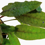 CRYPTOCORYNE WENDTII 'TROPICA' 109E
