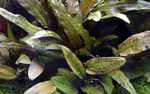 CRYPTOCORYNE WENDTII 'TROPICA' 109E