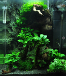 CRYPTOCORYNE WENDTII 'TROPICA' 109E