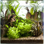 CRYPTOCORYNE WENDTII 'TROPICA' 109E