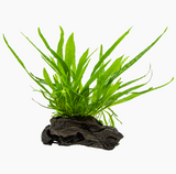 MICROSORUM PTEROPUS NANO WOOD 501