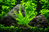 MICROSORUM PTEROPUS NANO WOOD 501