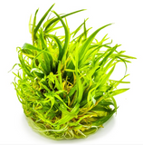BLYXA JAPONICA 057 TC