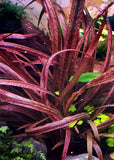 Cryptocoryne Spiralis Red (Nacional)