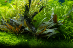 Cryptocoryne beckettii 'Petchii' 108A