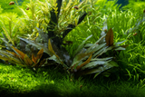 Cryptocoryne beckettii 'Petchii' 108A