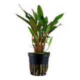Cryptocoryne beckettii 'Petchii' 108A