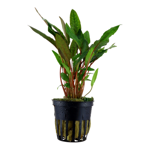 Cryptocoryne beckettii 'Petchii' 108A