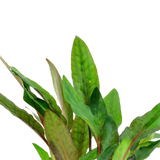 Cryptocoryne beckettii 'Petchii' 108A