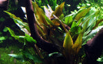 Cryptocoryne undulata 'Broad Leaf' 110B TC