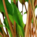 Cryptocoryne undulata 'Broad Leaf' 110B TC
