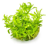 POGOSTEMON HELFERI 053H TC