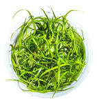 SAGITTARIA SUBULATA NEEDLE LEAF 114 TC