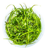 SAGITTARIA SUBULATA NEEDLE LEAF 114 TC