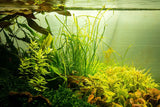 SAGITTARIA SUBULATA NEEDLE LEAF 114 TC