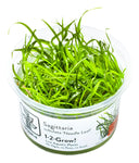 SAGITTARIA SUBULATA NEEDLE LEAF 114 TC