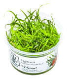 SAGITTARIA SUBULATA NEEDLE LEAF 114 TC