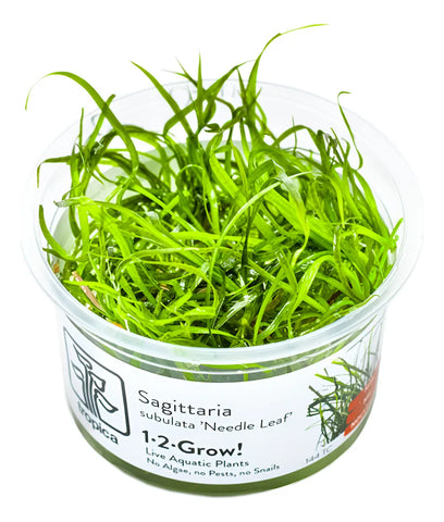 SAGITTARIA SUBULATA NEEDLE LEAF 114 TC