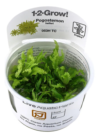 POGOSTEMON HELFERI 053H TC